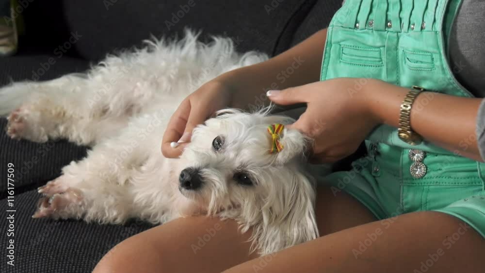 Pets, animals and hygiene. Woman holding small dog and cleaning its ears. The girls sits on sofa
