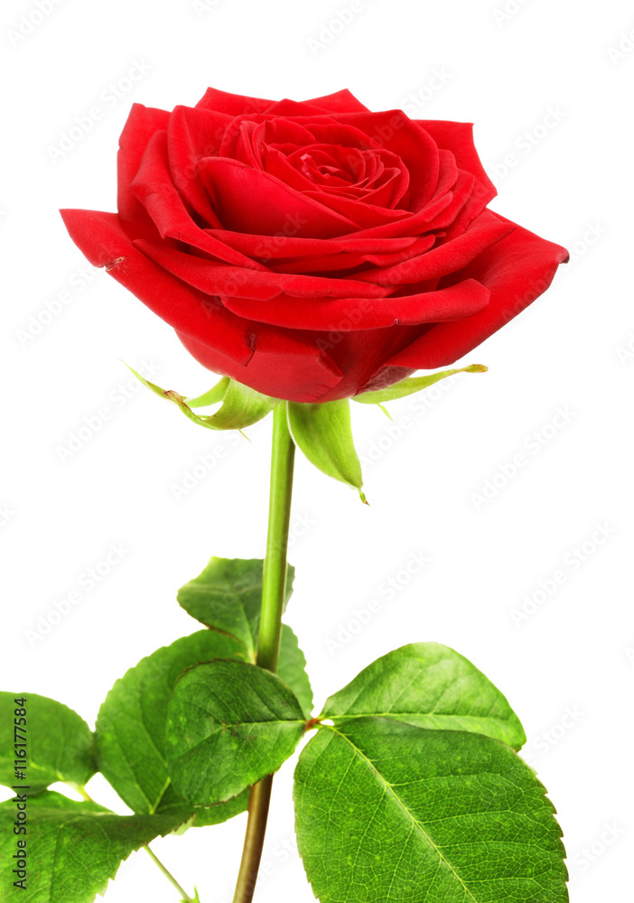 Fototapeta premium Red Rose Flower
