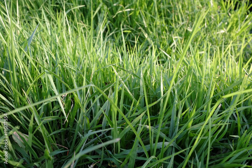 Cuadro en lienzo Green grass in the garden
