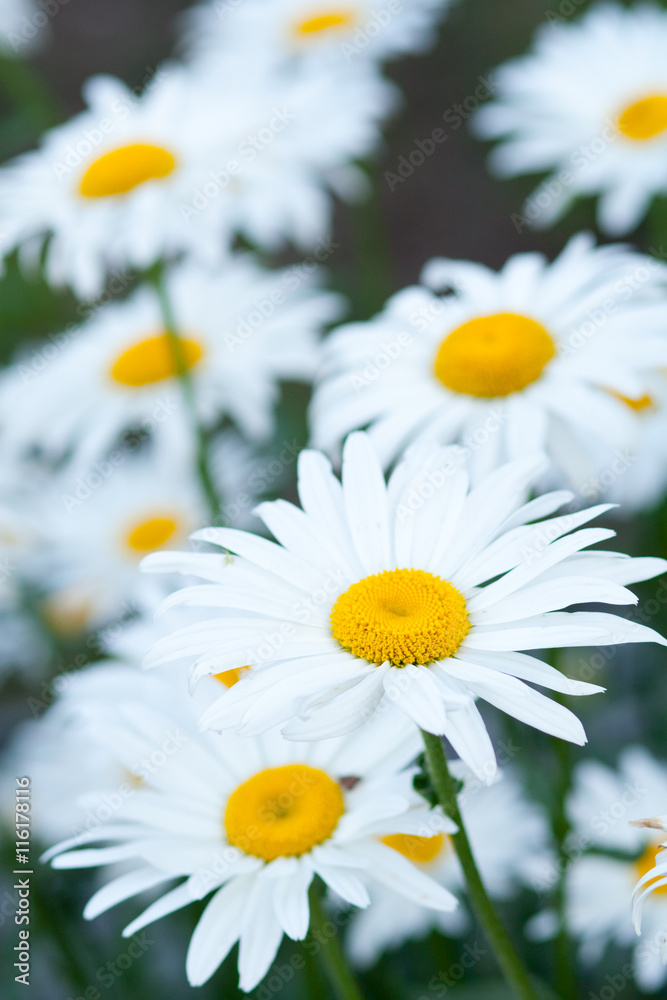Fototapeta premium Daisies summer flowers close-up