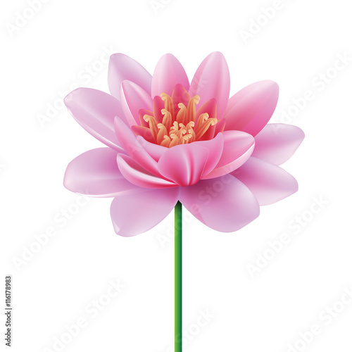 Fototapeta Naklejka Na Ścianę i Meble -  Pink Lotus