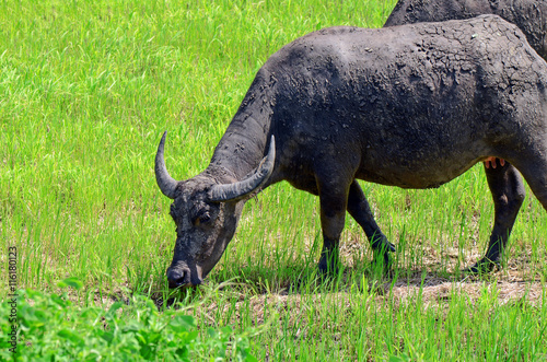 Asian buffalos (Bubalus bubalis) in opened farmland. photo