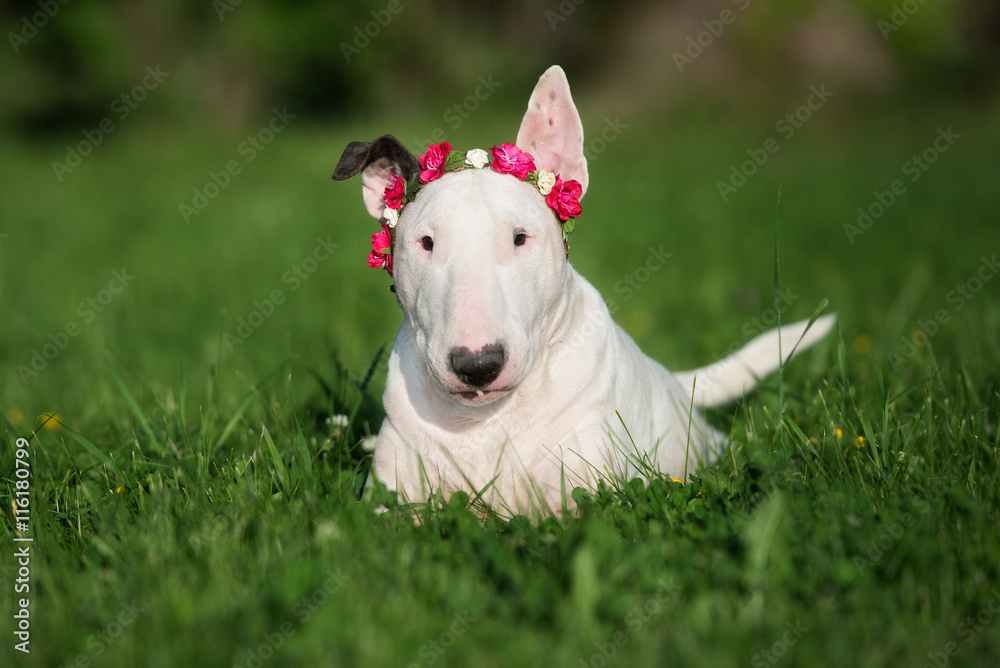 white english bull terrier dog white english bull terrier dog