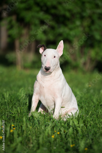 white english bull terrier dog