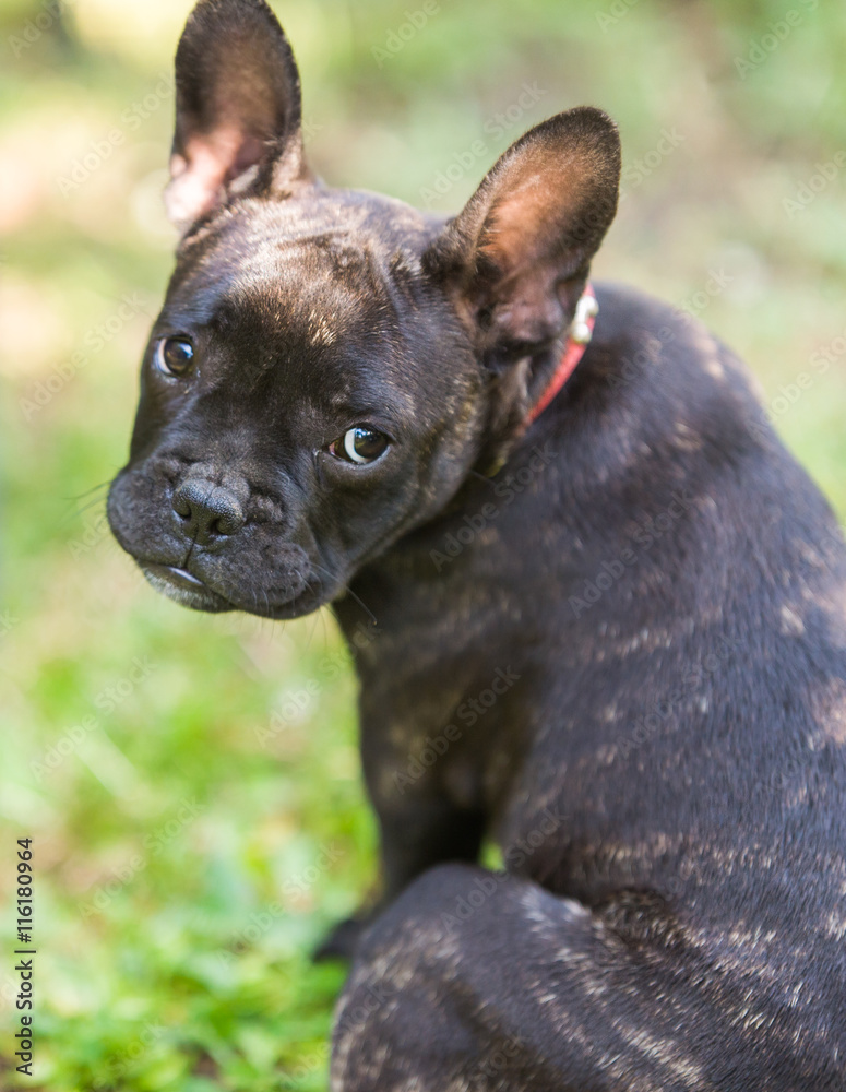  French bulldog puppy in the park