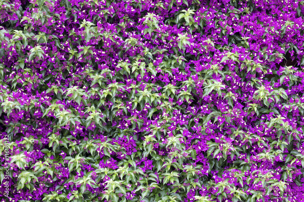Background image of a wall full of bougainvillea flowers