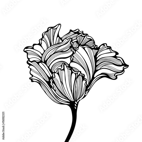 Head Of Tulip Engraving Style