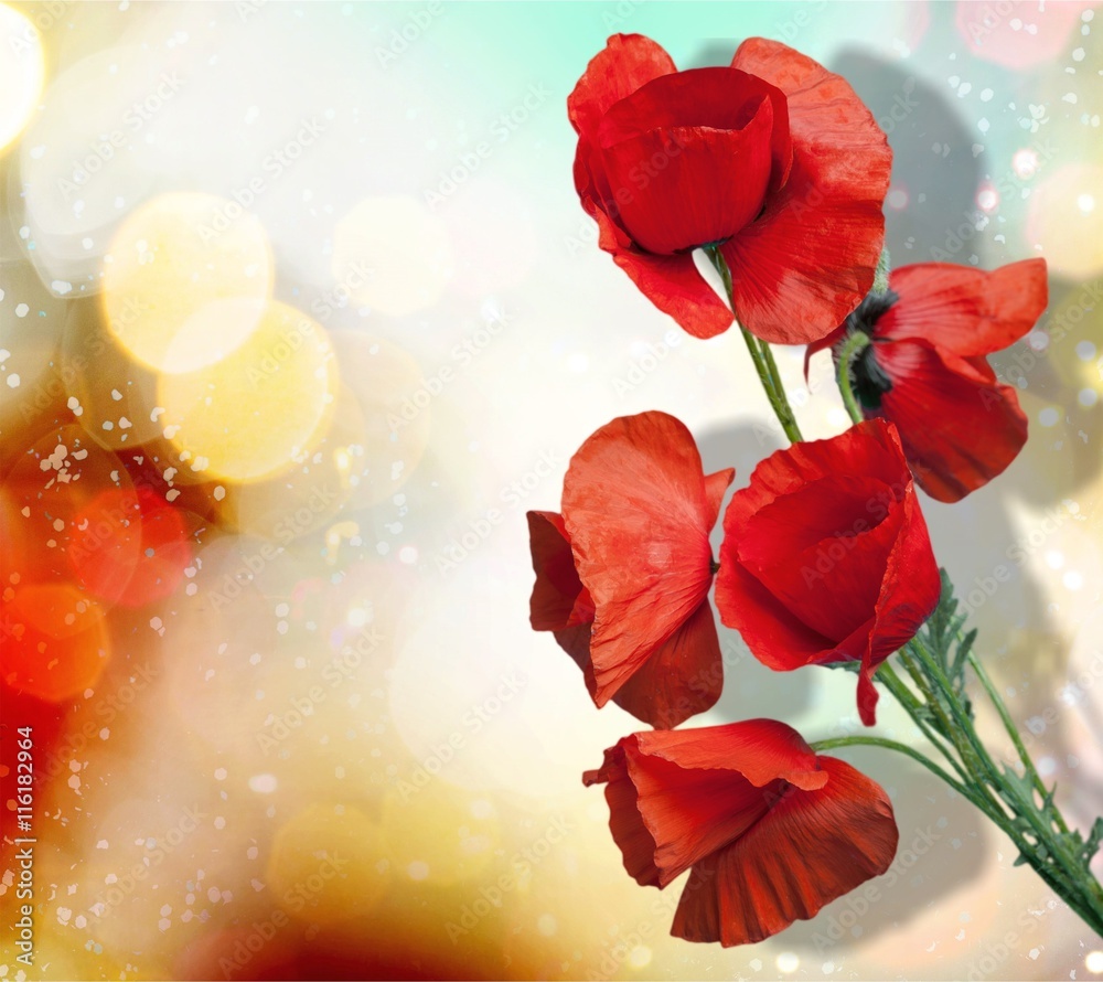 Obraz premium Poppy.