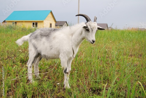 Fototapeta Naklejka Na Ścianę i Meble -  young goat grazing in nature