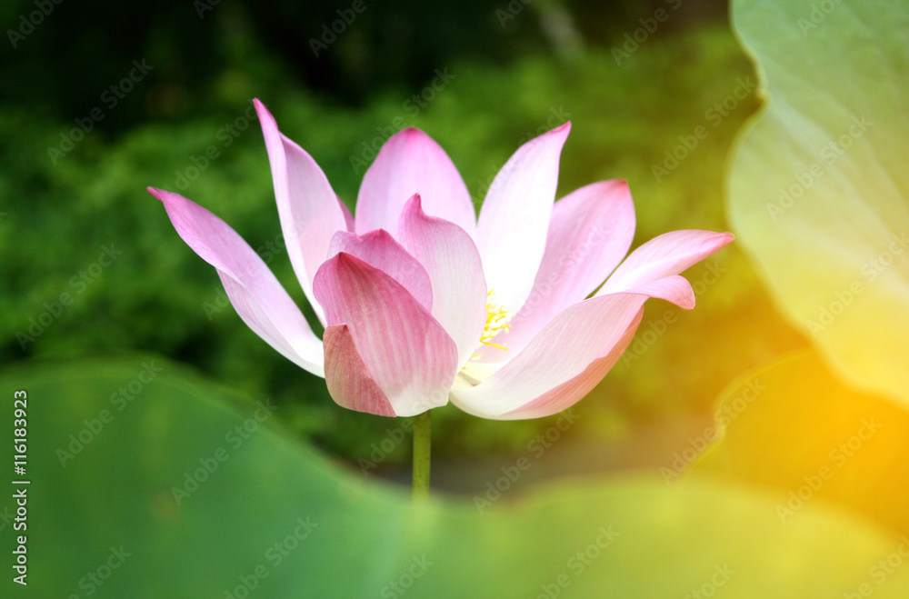 Lotus flower and Lotus flower plants with burst light Lotus flower and Lotus flower plants with burst light