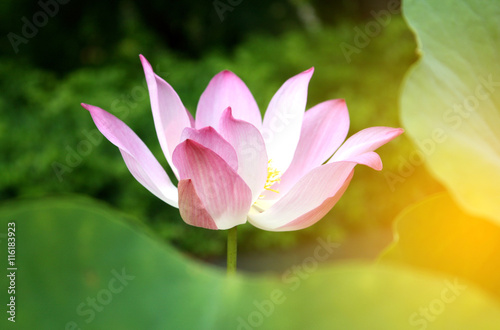 Lotus flower and Lotus flower plants with burst light