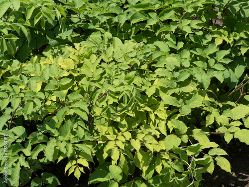 Wallpaper Mural ウド Torontodigital.ca