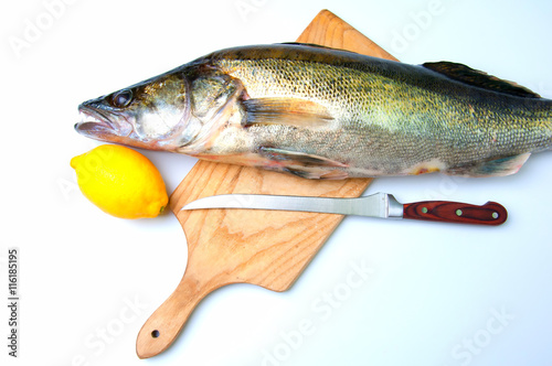 Fototapeta Naklejka Na Ścianę i Meble -  Zander ready to be cooked on white background