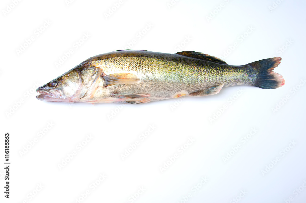 Fototapeta premium Zander on white background