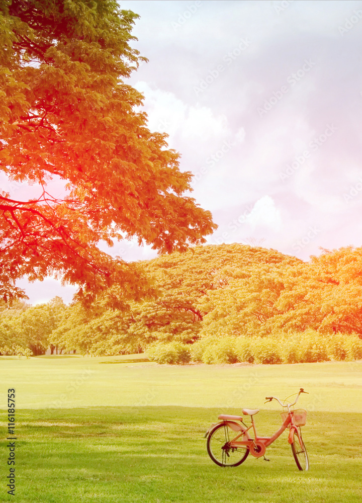 Obraz premium Lawn in garden with an old tree with burst light