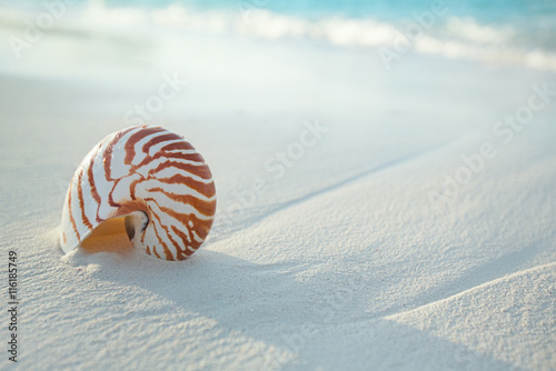nautilus shell on white beach sand, against sea waves © Elena Moiseeva