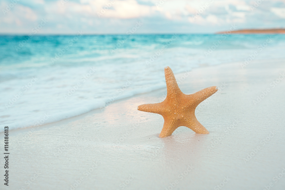 starfish on golden sand beach with waves in soft sunset light starfish on golden sand beach with waves in soft sunset light