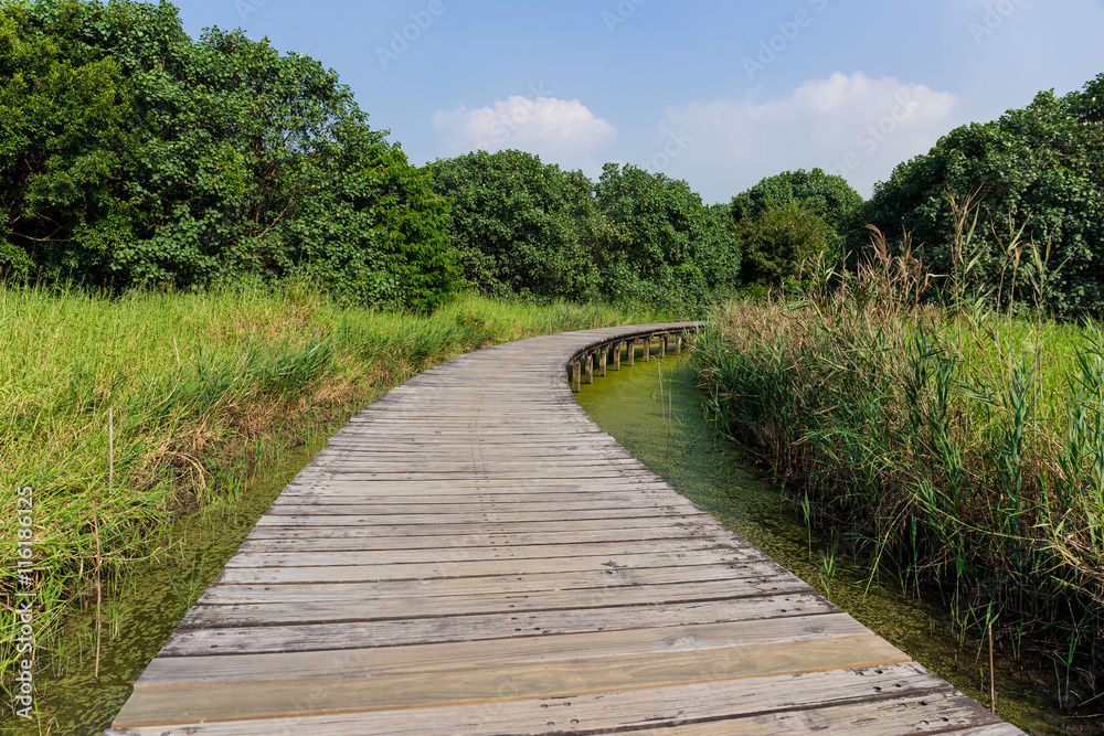 Footbridge through wetland