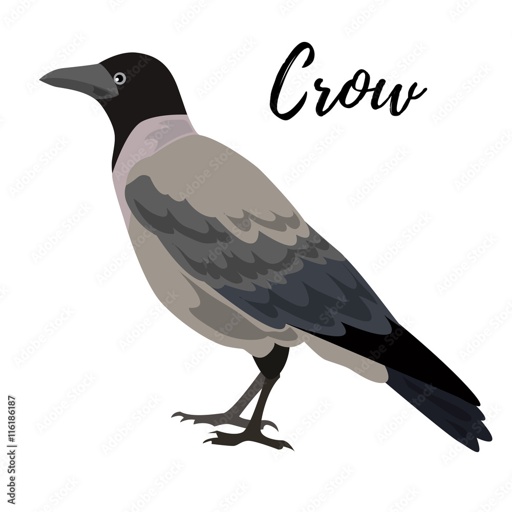 Obraz premium Isolated gray crow bird on a white background, vector illustration, hand drawn
