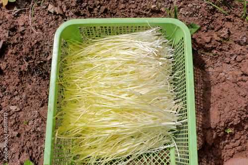 white allium tuberosumand or garlic chives on picked from organi photo