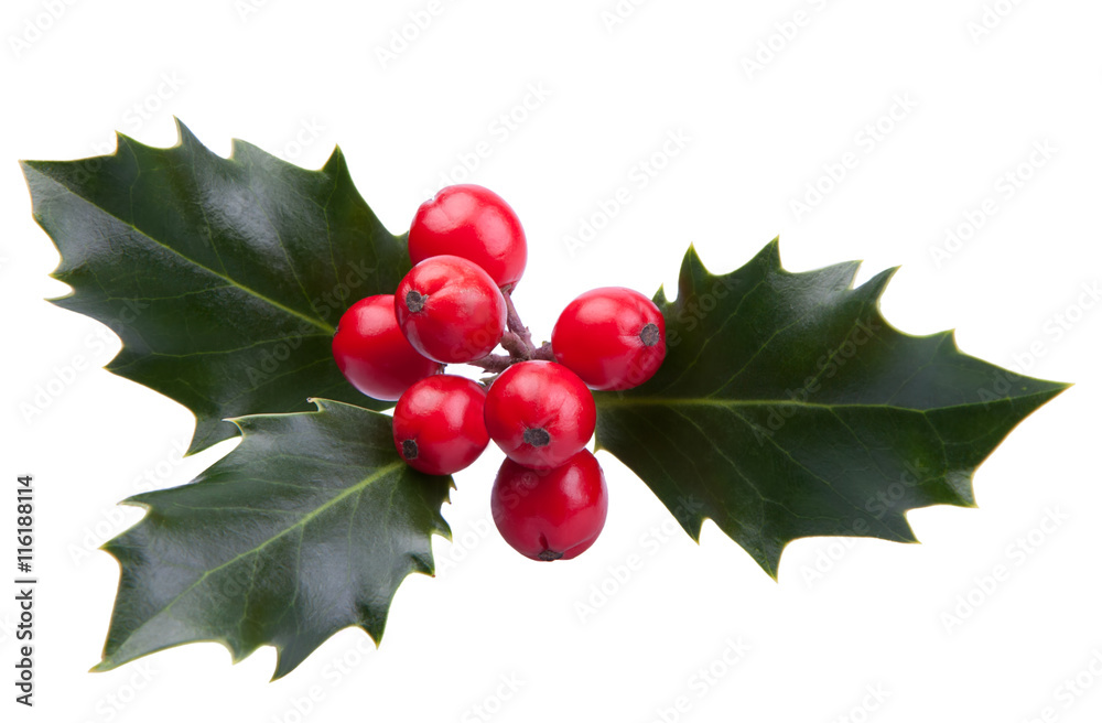 Sprig of Christmas holly with red berries isolated on a white background  Stock Photo