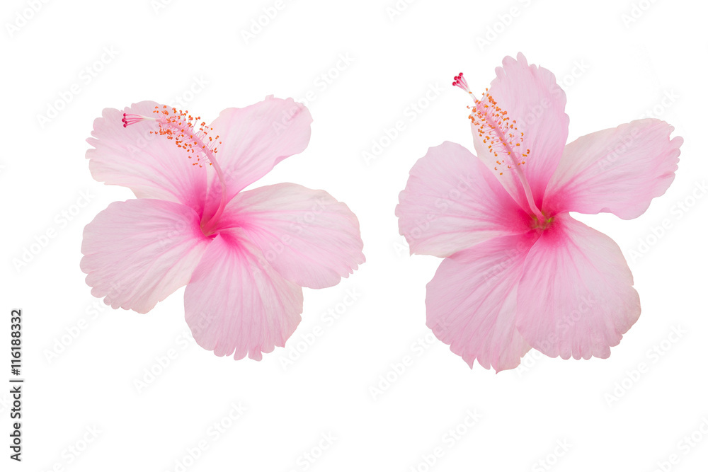 Two Pink Hibiscus Folwers on white background Two Pink Hibiscus Folwers on white background