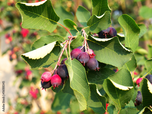 Ripe amelanchier berries on bush photo