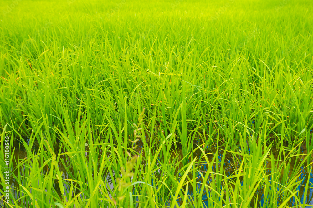 Agricultural background of green rice field Agricultural background of green rice field