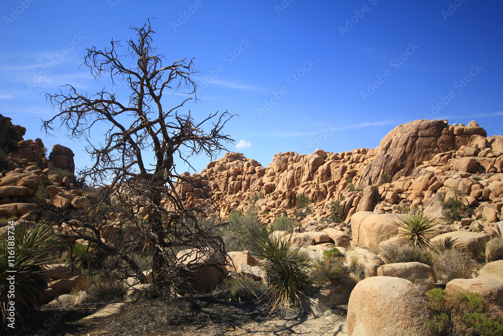 Joshua Tree National Park