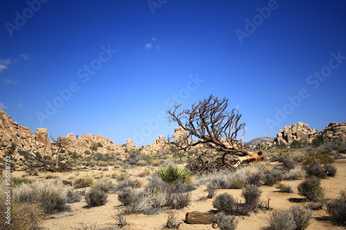 Park Narodowy Joshua Tree