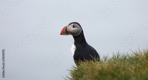Portrait of a Puffin on a cliff top © Mike Potter
