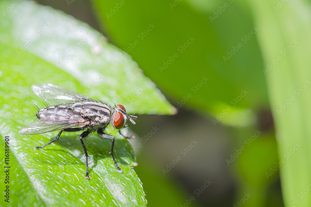 Naklejka premium Close up fly on green leaf