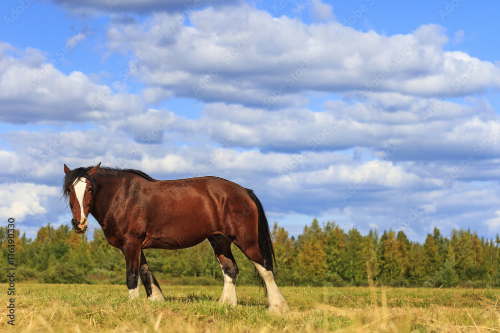 beautiful horse amongst  scenery