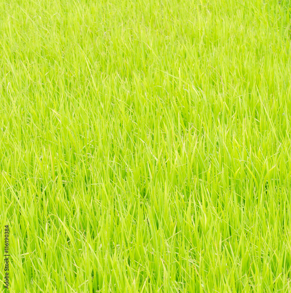 Obraz premium green rice field in farm background