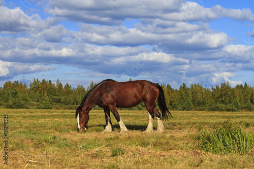 shire horse grazing among the gloomy landscape © drakuliren