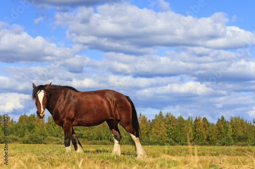 beautiful horse amongst  scenery © drakuliren