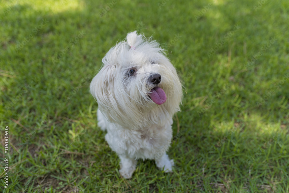 Bichón maltés.