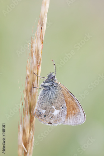 Small orange butterfly on plant straw