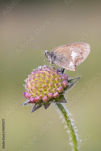 Brown wet butterfy on a flower photo