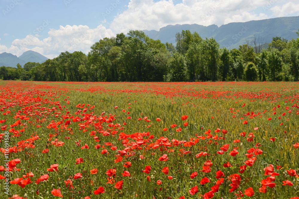 Mohnblumen im Getreidefeld