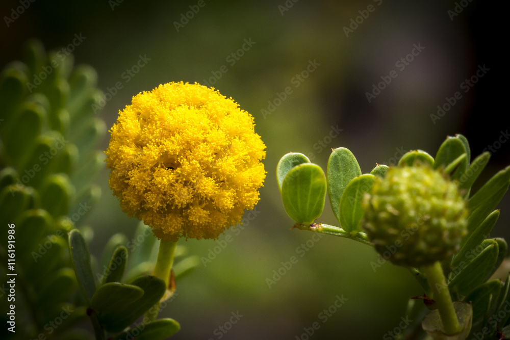 Foto yellow craspedia drumstick flower
billy button