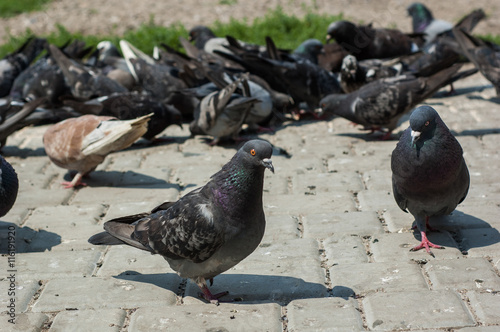 Pigeons in the park