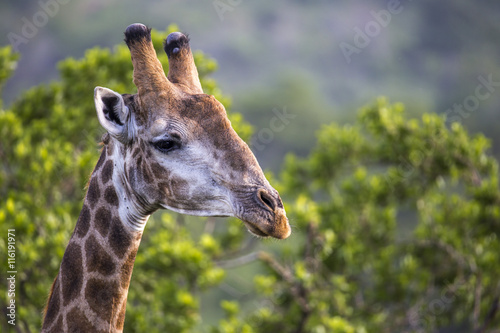 giraffe portrait