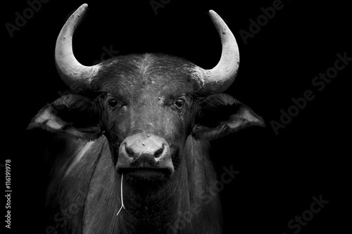 funny buffalo portrait photo