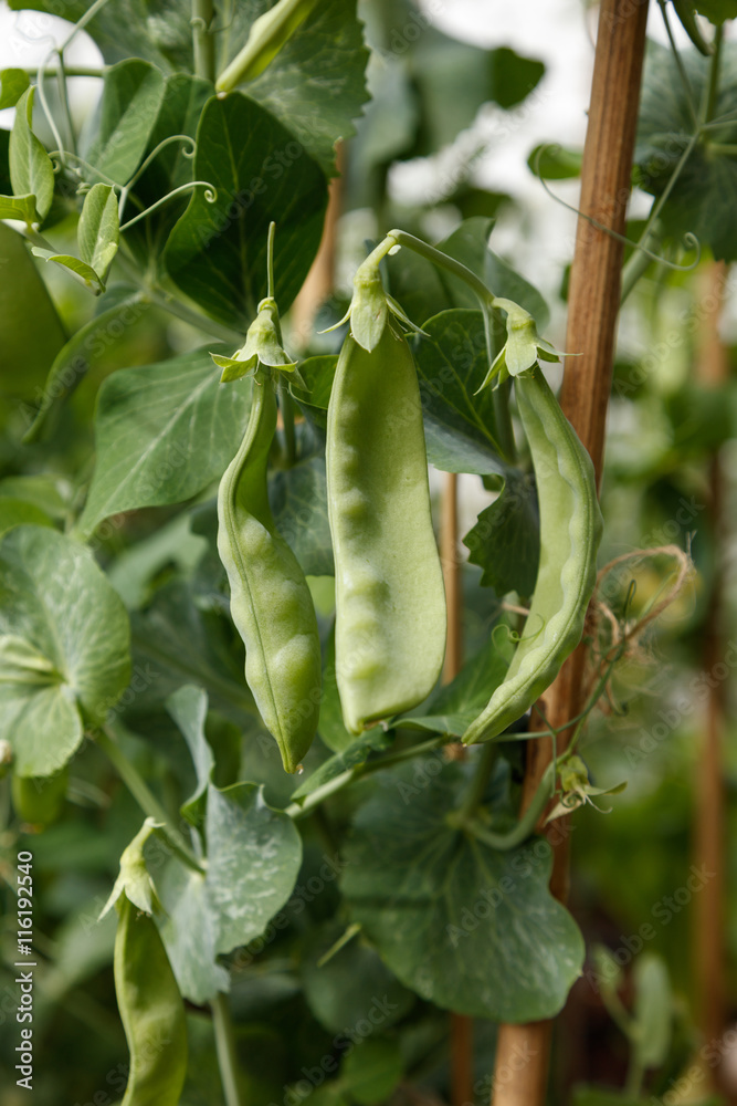 snow pea snow pea