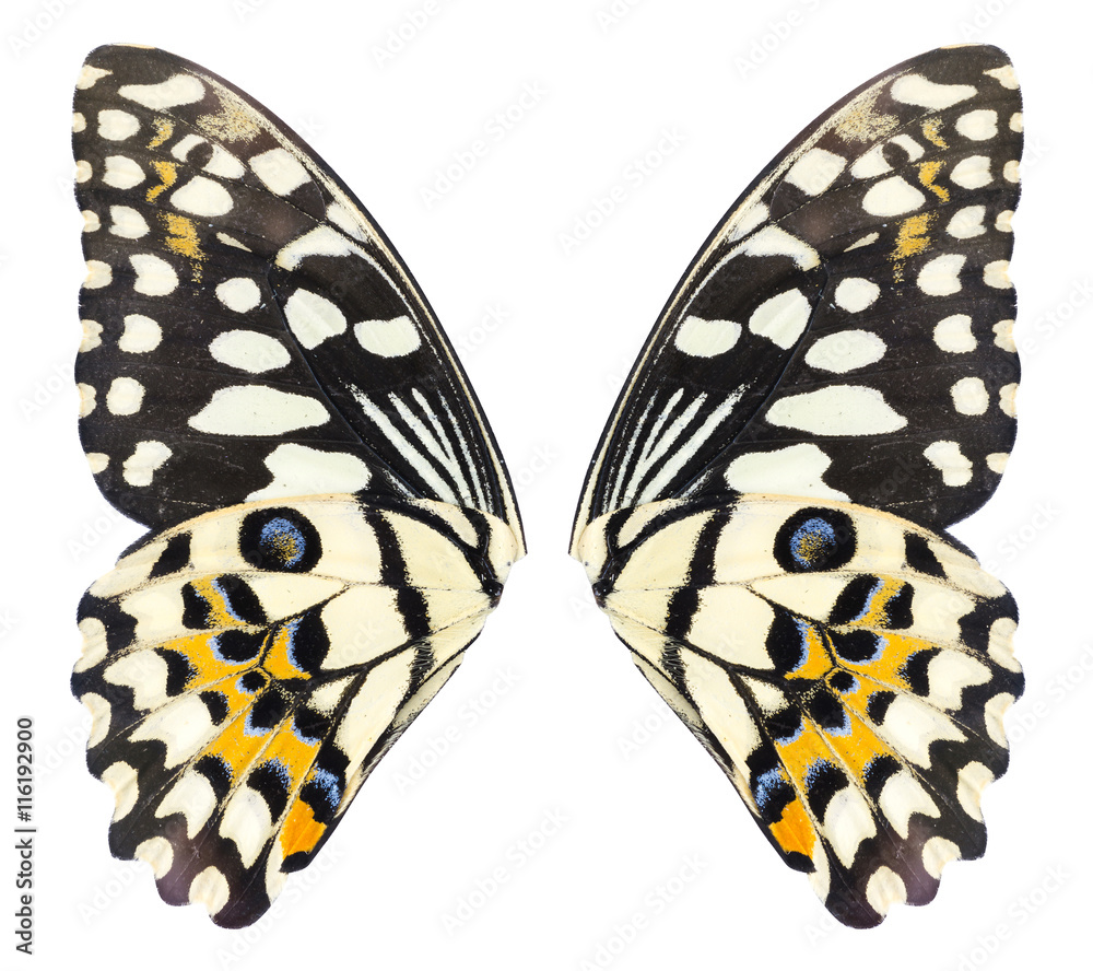 Fototapeta premium Butterfly wings isolated on white background. File contains a clipping path, Lime Butterfly, Papilo demoles
