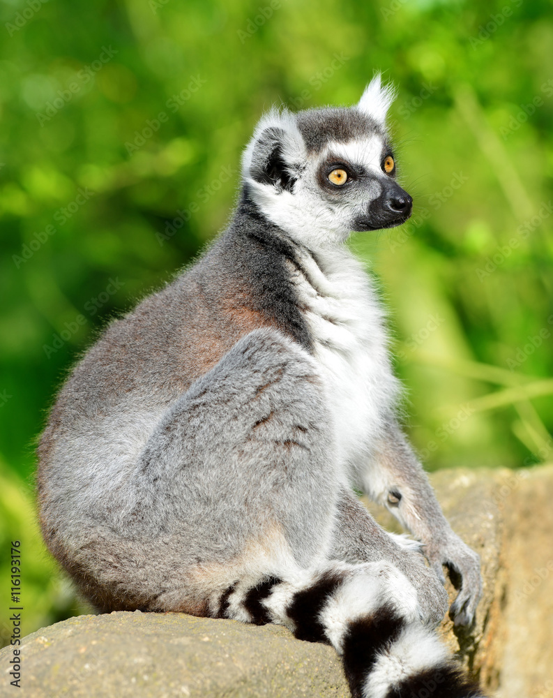 Obraz premium Portrait of a Lemur catta.