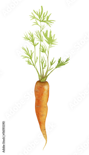 Watercolor fresh carrot with leafs