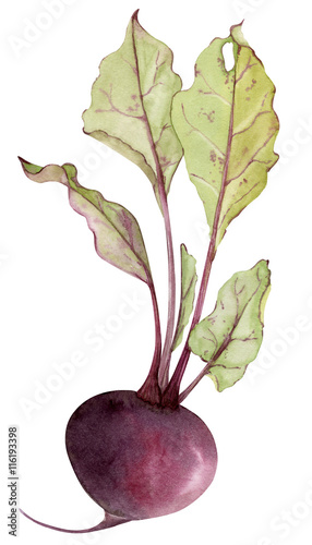 Watercolor beetroot with leafs