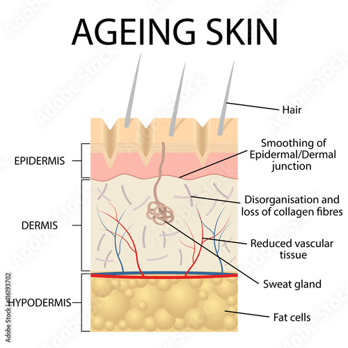 Old skin anatomy.